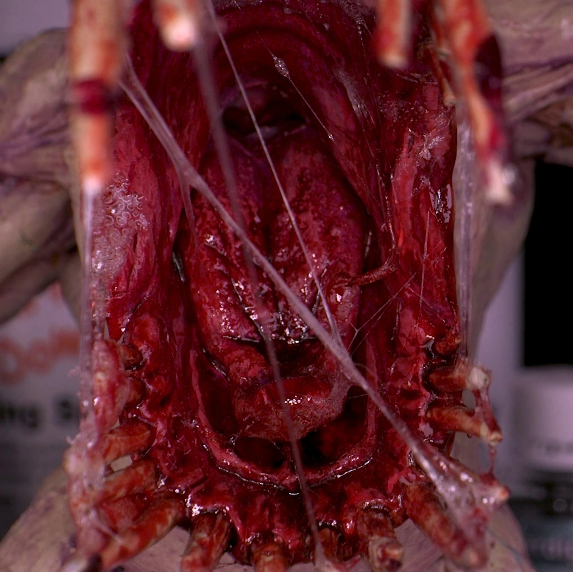 Dirty Down Gore COMBO - Gore & Snot