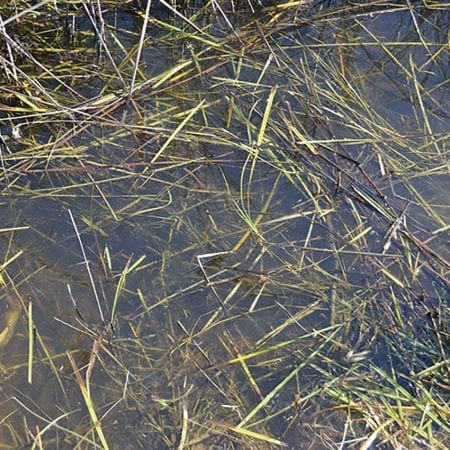 AK Interactive Still Water - 250ml