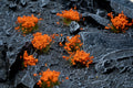 Gamer's Grass Tufts - Wild Orange Flowers