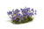 Gamer's Grass Tufts - Wild Violet Flowers