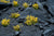 Gamer's Grass Tufts - Wild Yellow Flowers